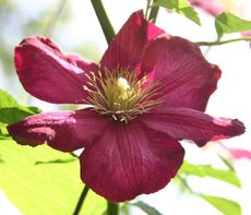 Clematis-2.jpg